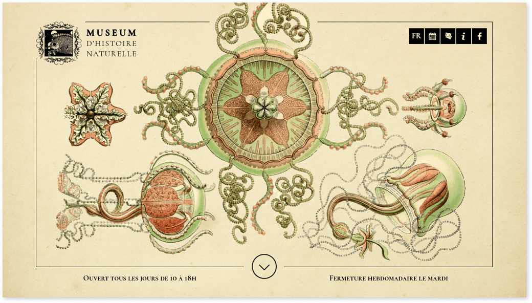 Homepage Museum d'Histoire Naturelle